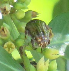 Leucocelis aeneicollis