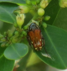Leucocelis aeneicollis