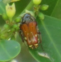 Leucocelis aeneicollis