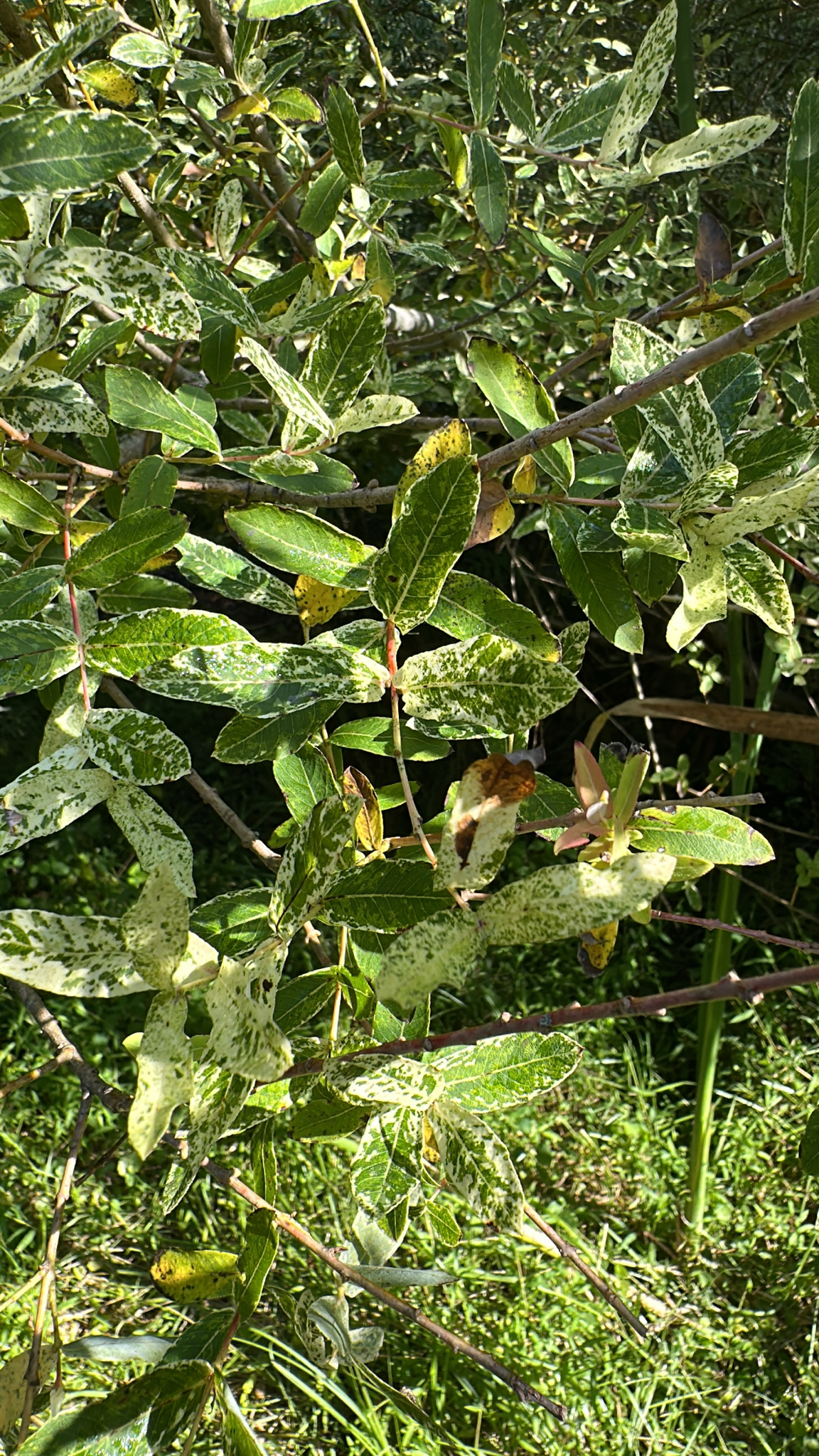 Hakuro Nishikii (Salix integra)
