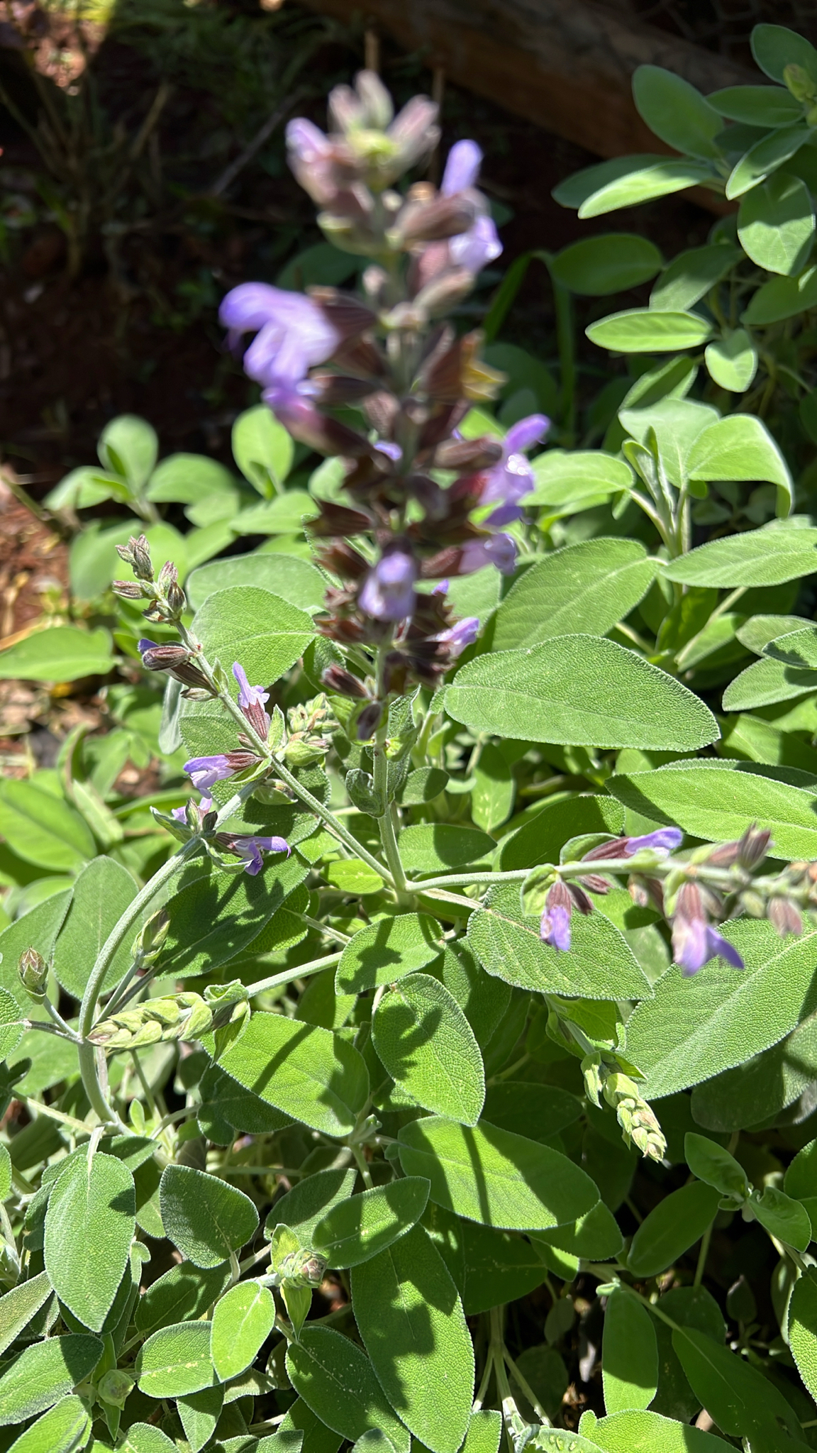 Salvia officinalis