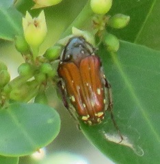 Leucocelis aeneicollis