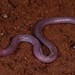 Round-headed Worm Lizards - Photo (c) Joubert Heymans, some rights reserved (CC BY-NC-ND), uploaded by Joubert Heymans