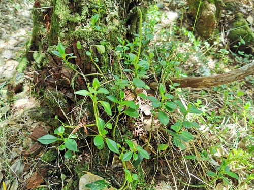 Peperomia borbonensis image