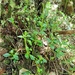 Peperomia borbonensis - Photo (c) Jean-Philippe BASUYAUX, some rights reserved (CC BY-NC), uploaded by Jean-Philippe BASUYAUX