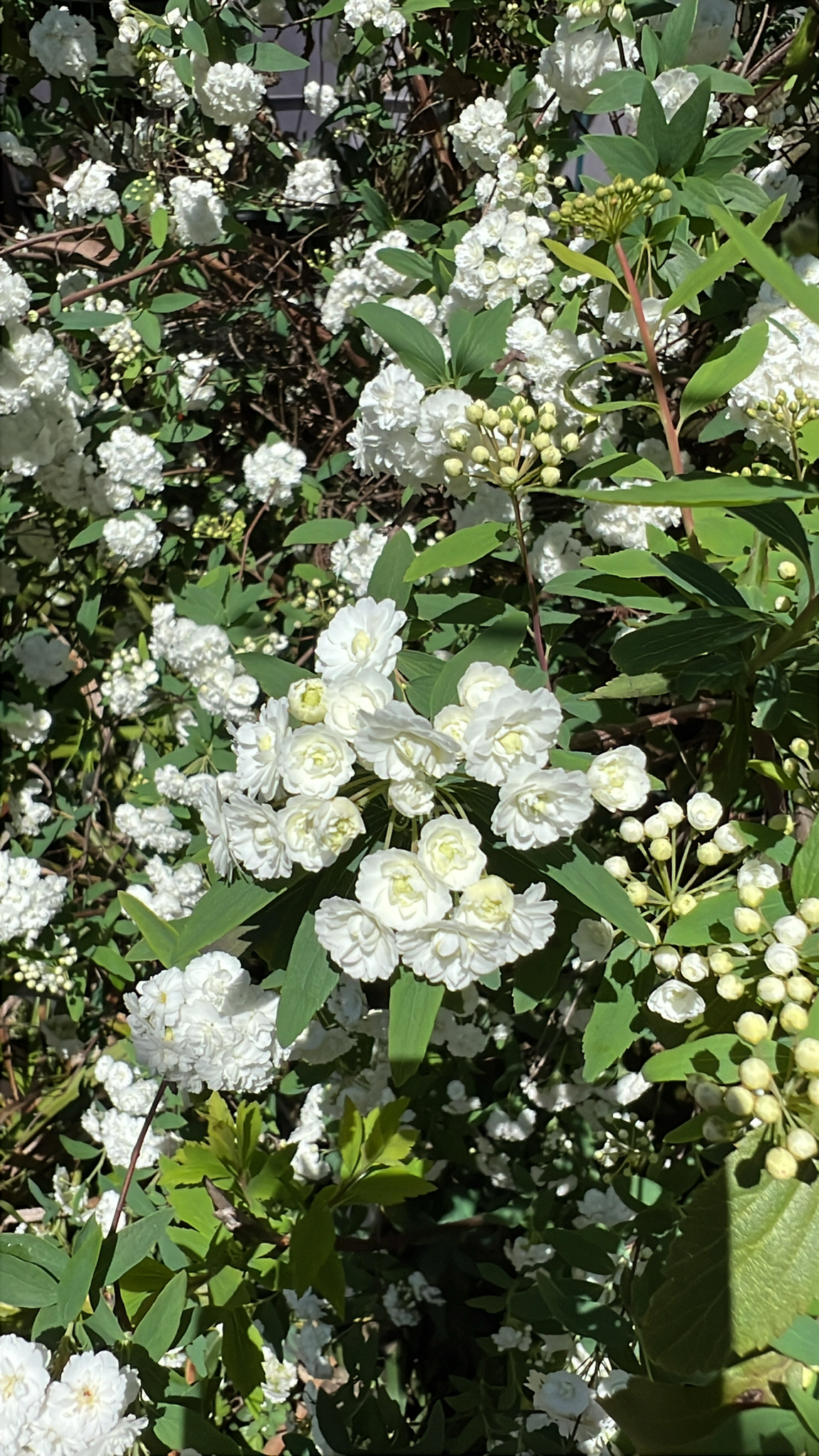 Spiraea cantoniensis