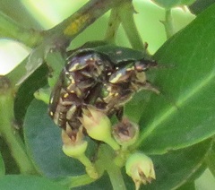 Leucocelis aeneicollis