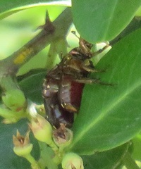 Leucocelis aeneicollis