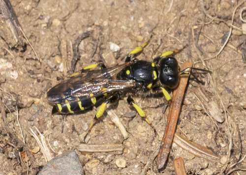 ワスプス wasps ビステ カンタベリー ワスプス wasps ビステ カンタベリー ワスプス wasps ビステ
