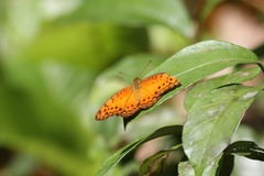 Phalanta eurytis eurytis