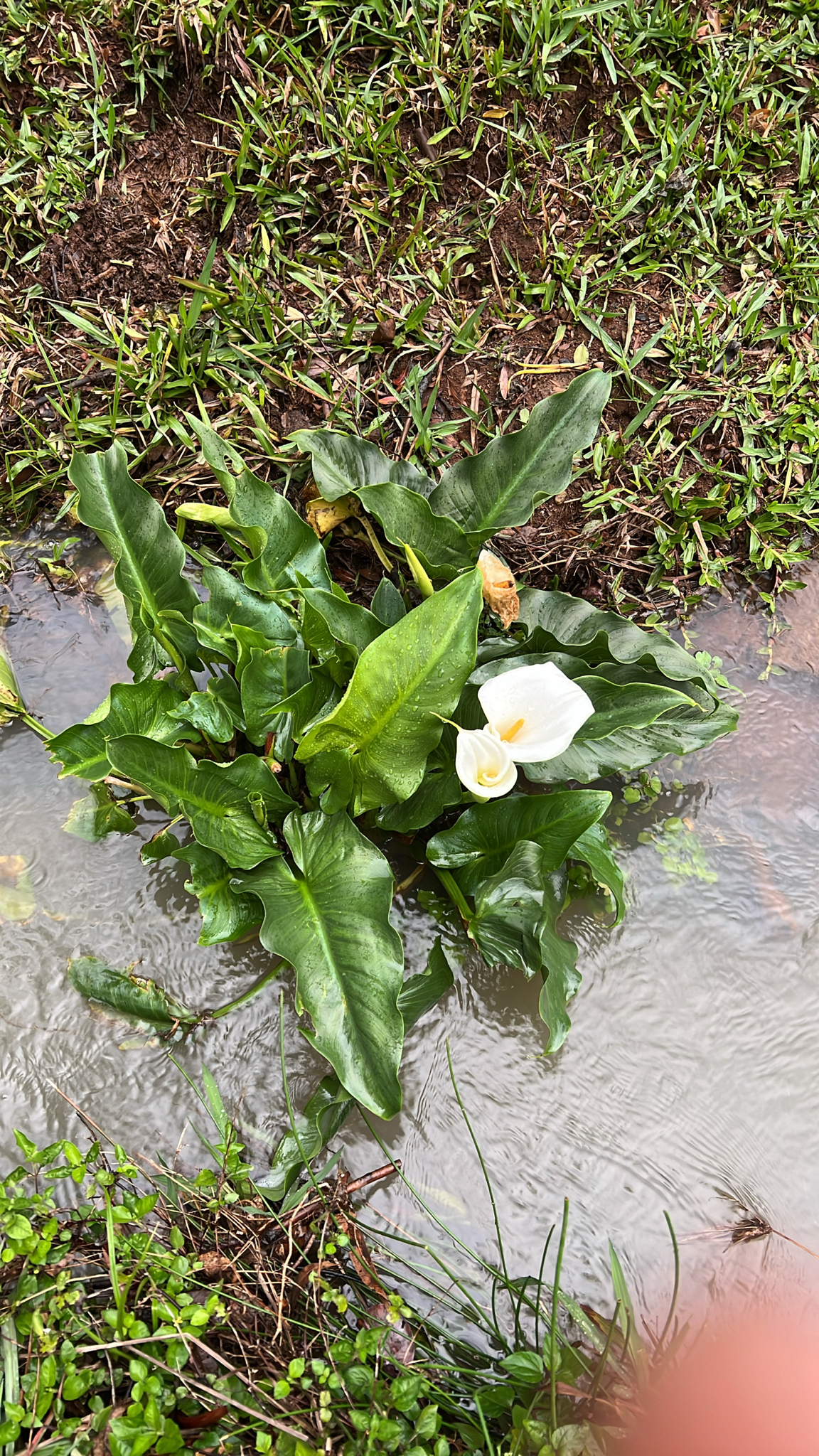 Zantedeschia aethiopica