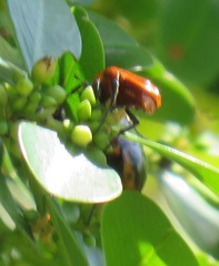 Pedinorrhina trivittata