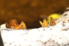 Phalanta eurytis eurytis