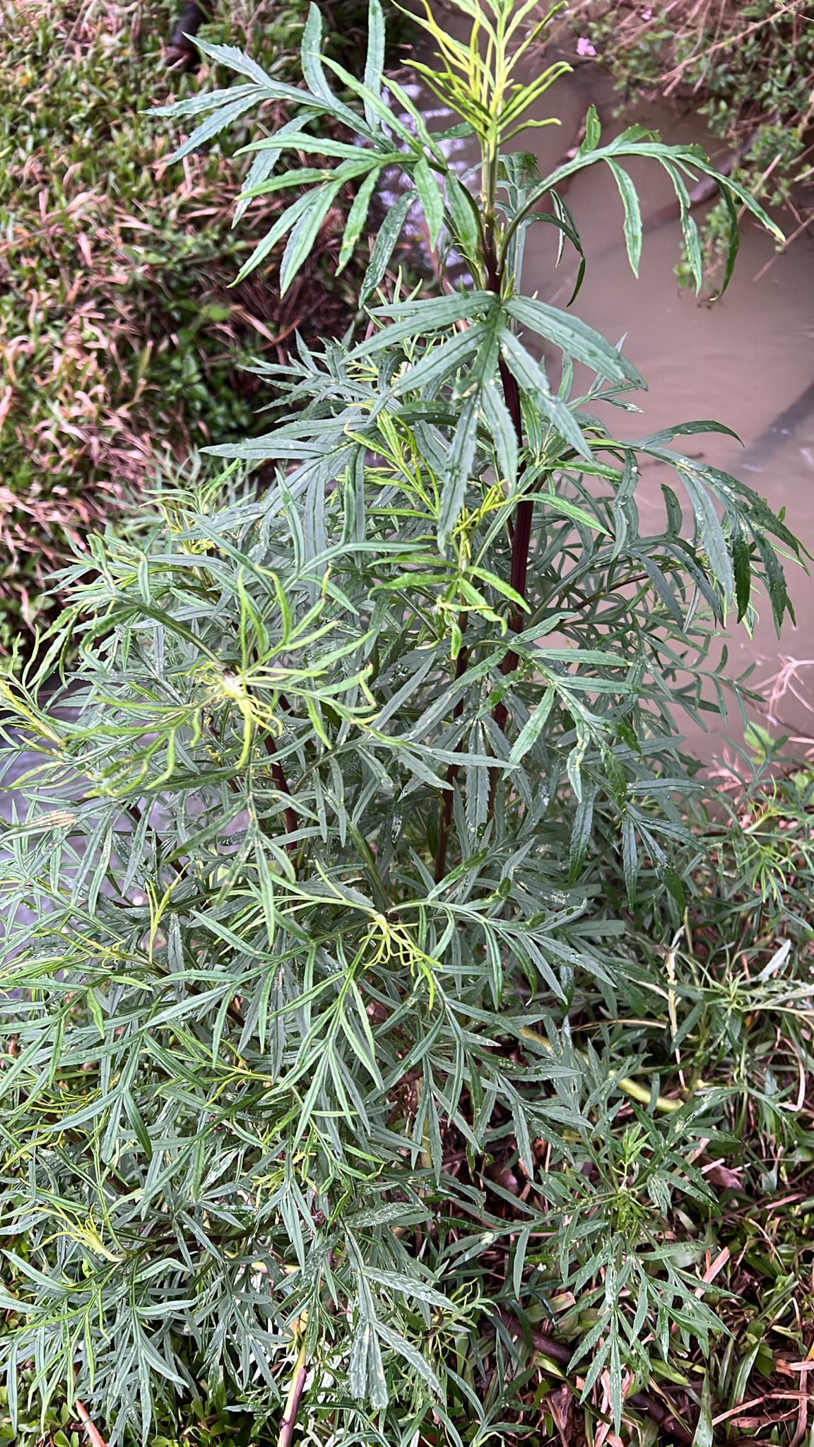 Senecio brasiliensis