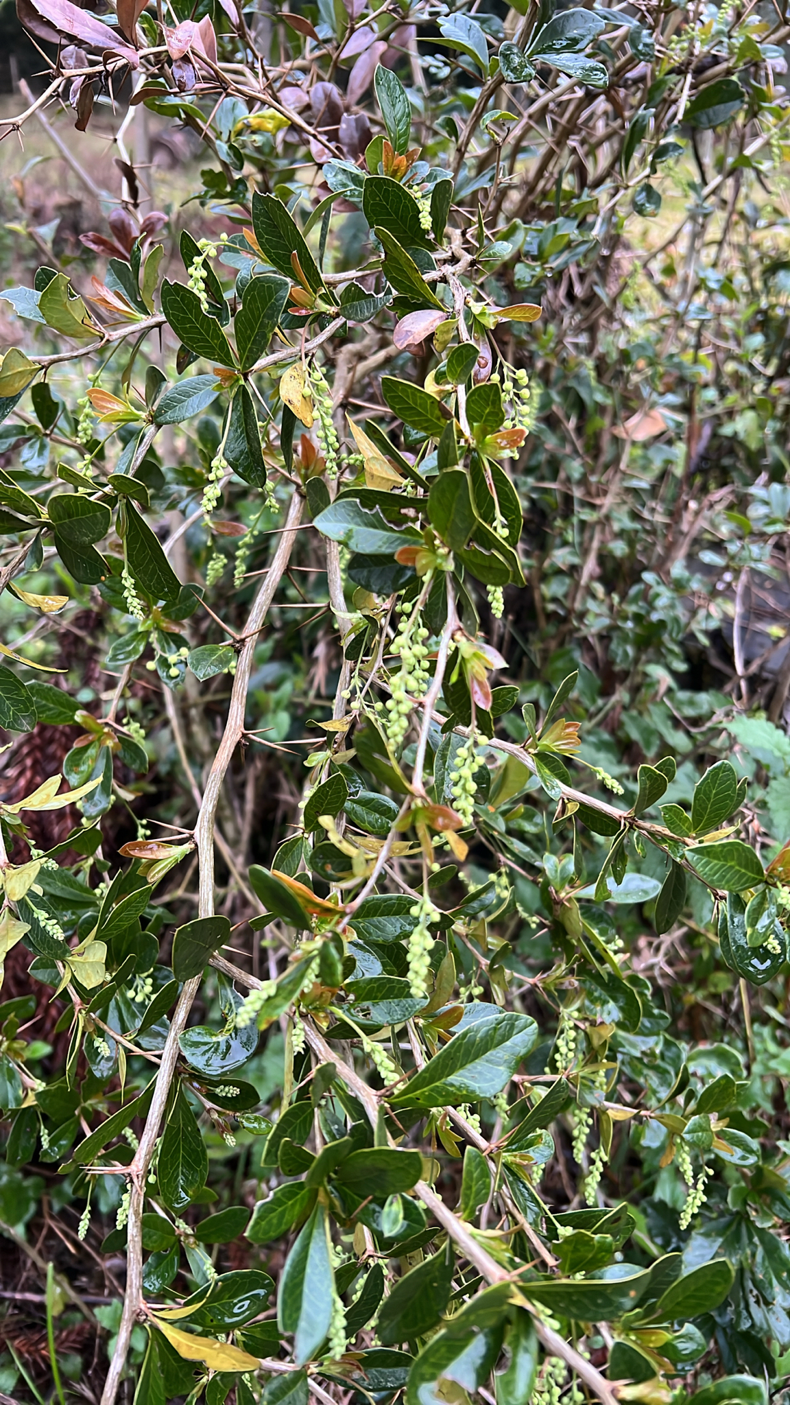 Berberis laurina