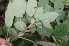 Boehmeria pilosiuscula