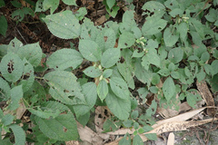 Boehmeria pilosiuscula