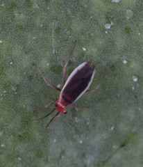 Hesperolabops gelastops