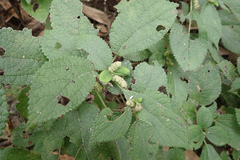 Boehmeria pilosiuscula