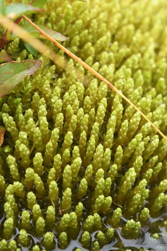 Bryum schleicheri