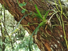 Vandeae