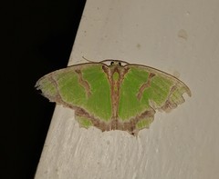 Agathia hilarata