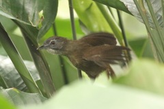 Illadopsis fulvescens