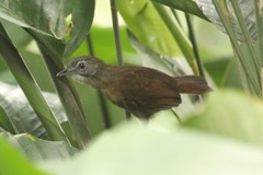 Illadopsis fulvescens