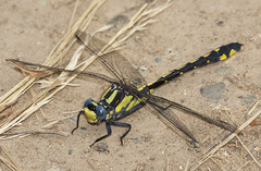 Phanogomphus kurilis