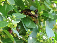 Pedinorrhina trivittata