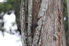 Heliosciurus rufobrachium