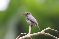 Muscicapa epulata