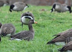 Anser albifrons flavirostris