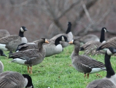 Anser albifrons flavirostris