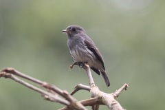 Muscicapa epulata