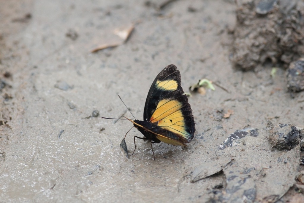 Euphaedra adonina