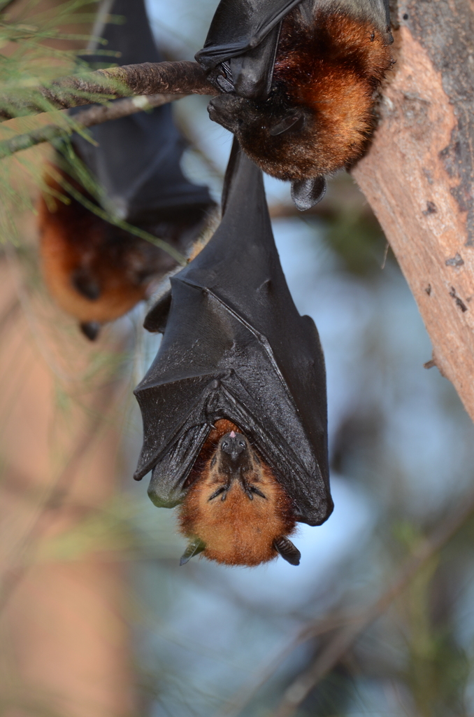 Island Flying Fox