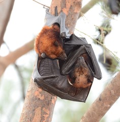 Pteropus hypomelanus