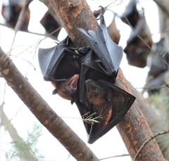 Pteropus hypomelanus