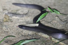 Atractaspis