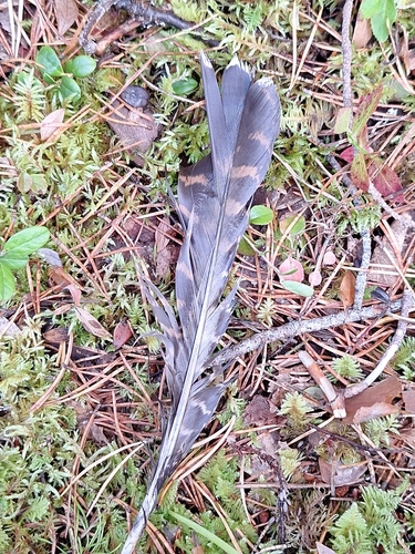 Western Capercaillie