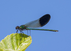 Calopteryx aequabilis