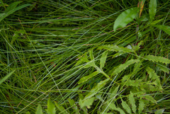 Carex bromoides