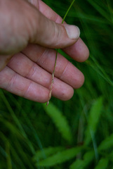 Carex bromoides