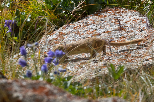 Mountain Weasel
