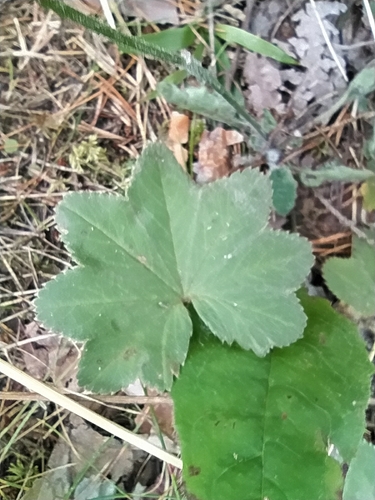 Lady's-mantle (Alchemilla vulgaris)
