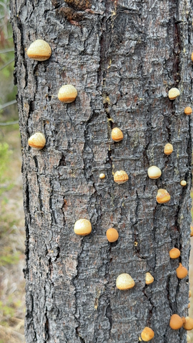 iNaturalist observation photo of Veiled Polypore