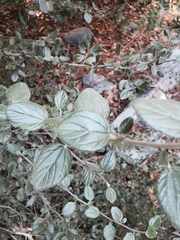 Ceanothus oliganthus