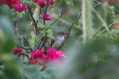 Myiarchus tuberculifer