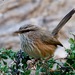 Scotocerca inquieta - Photo (c) Bird Explorers, μερικά δικαιώματα διατηρούνται (CC BY-NC), uploaded by Bird Explorers